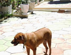 Candy, the Rhodesian Ridgeback who inspired The Home Alone Method