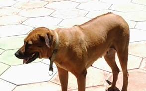 Candy, the Rhodesian Ridgeback who inspired The Home Alone Method